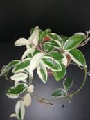 Hoya carnosa Krimson Queen vaso 12