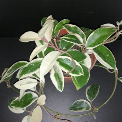 Hoya carnosa Krimson Queen vaso 12