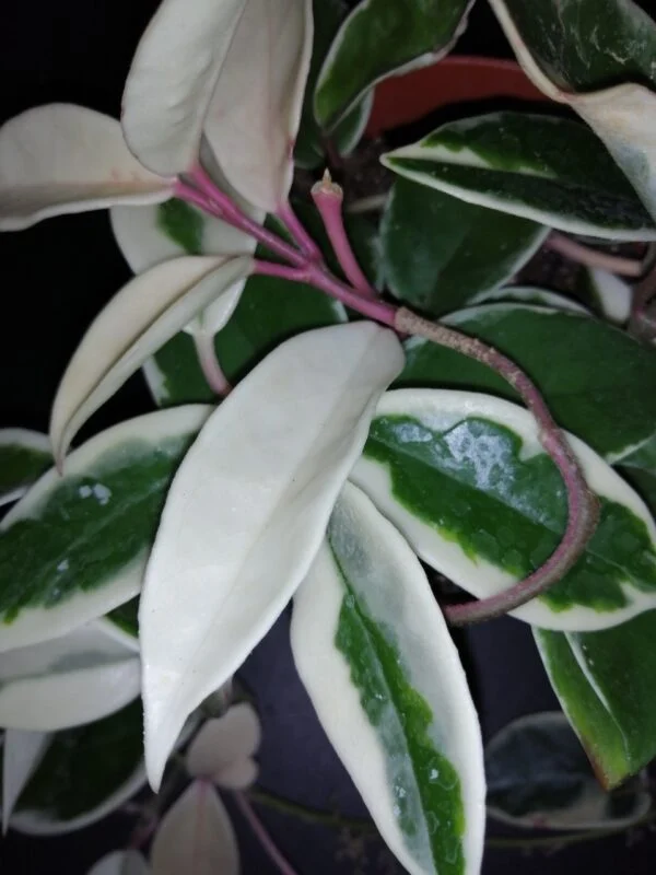 Hoya kerrii Splash, foto 8