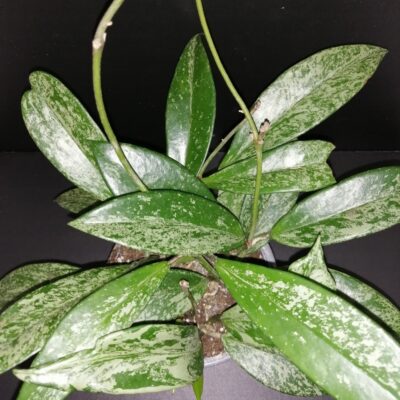 Hoya pubicalyx Silver Spot