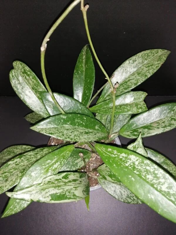 Hoya pubicalyx Silver Spot, pianta da interno