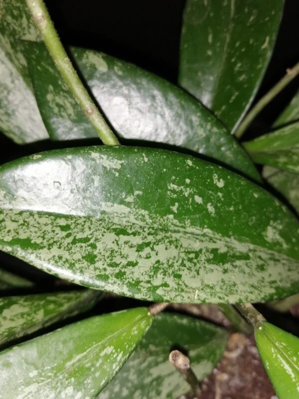 Hoya pubicalyx Silver Spot, foto 2