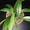 Hoya pubicalyx, pianta da interno