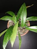 Hoya pubicalyx Royal Hawaiian Purple