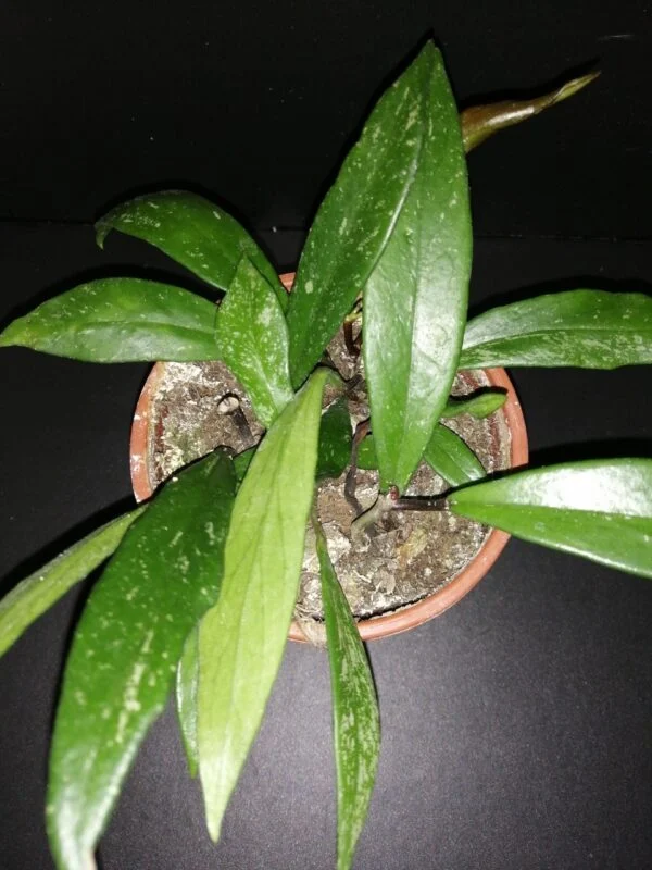 Hoya pubicalyx, pianta da interno
