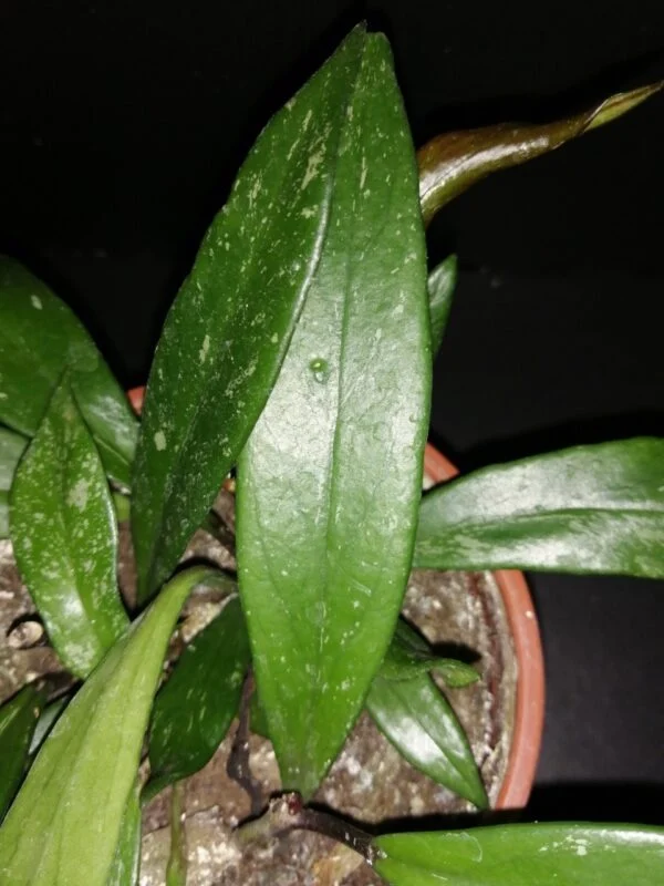 Hoya pubicalyx Dark Red, foto 2