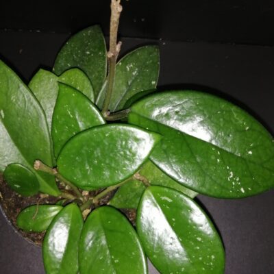 Hoya carnosa Pink Ball