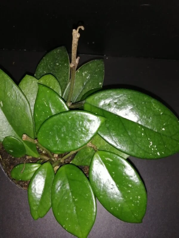 Hoya publicalyx Dark Red, foto 12