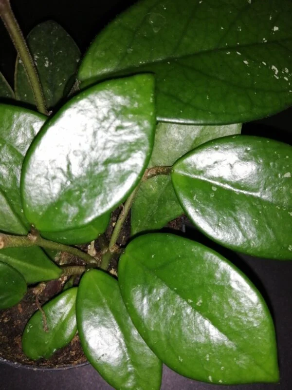 Hoya publicalyx Dark Red, foto 4