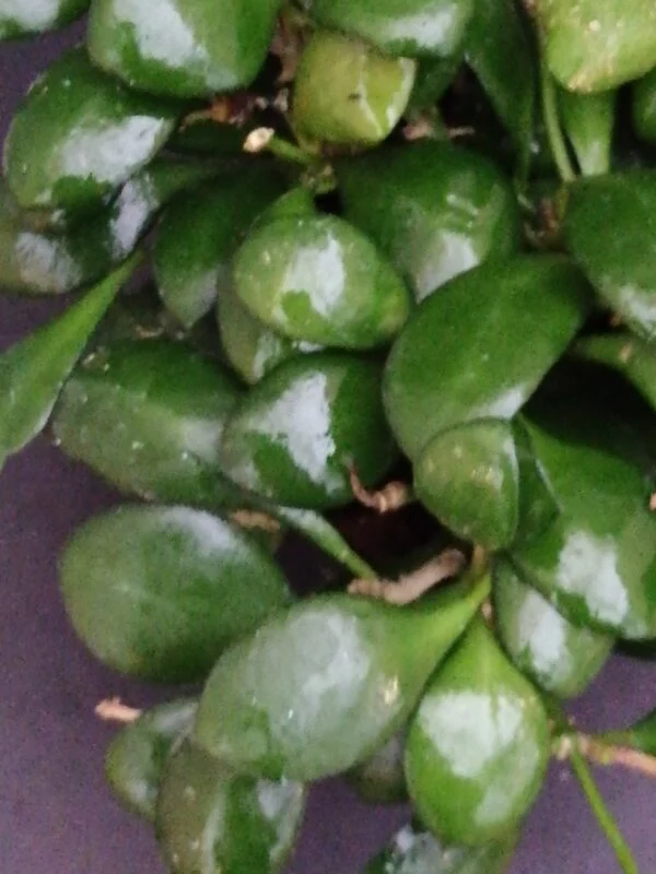 Hoya publicalyx Dark Red, foto 6