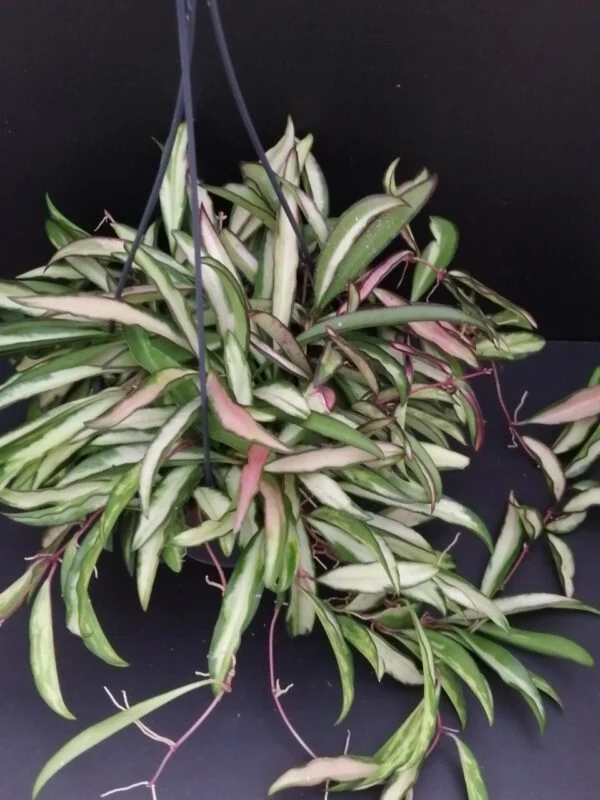 Hoya pubicalyx Dark Red, foto 13