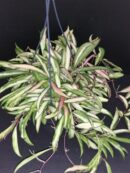 Hoya wayetii tricolor