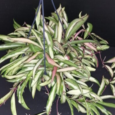 Hoya wayetii tricolor