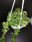 Hoya carnosa Compacta