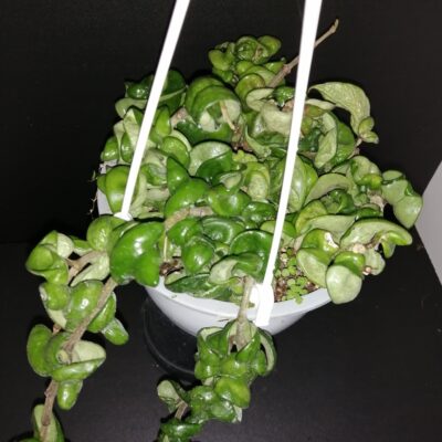 Hoya carnosa Compacta