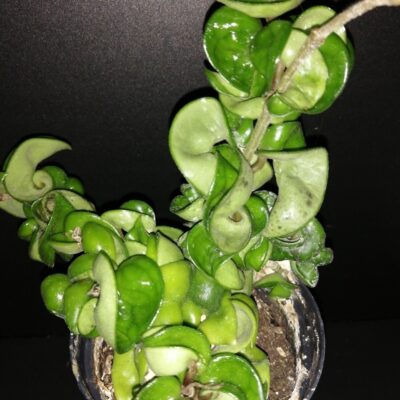 Hoya carnosa Compacta