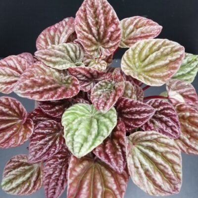 Peperomia caperata Quito