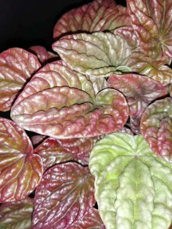 Peperomia caperata Quito, foto 2
