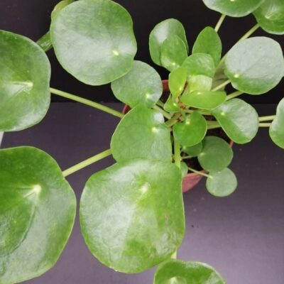 Pilea peperomioides