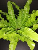 Asplenium nidus Crispy Wave