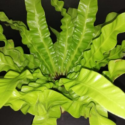 Asplenium nidus Crispy Wave