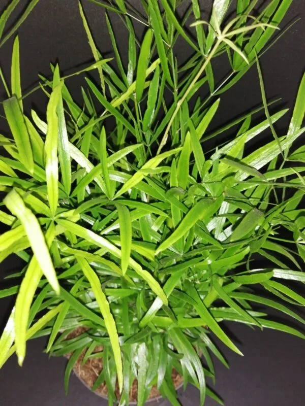 Asparagus falcatus, pianta da interno