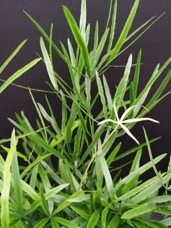 Asparagus falcatus, foto 2