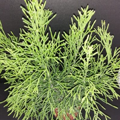 Rhipsalis capilliformis