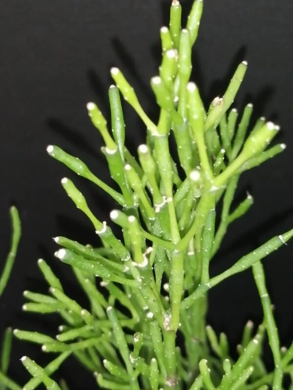 Rhipsalis capilliformis, foto 2