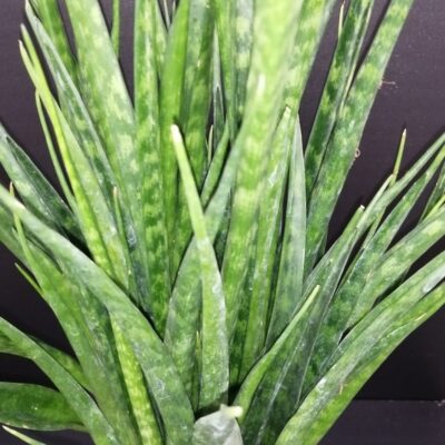 Sansevieria kirkii Friends
