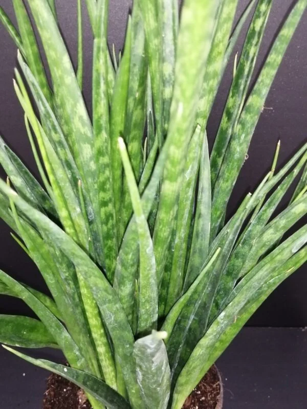 Sansevieria kirkii Friends, pianta da interno