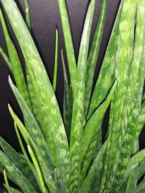 Sansevieria kirkii Friends, foto 2