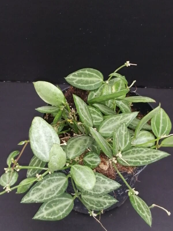 Dischidia digitalis, foto 17