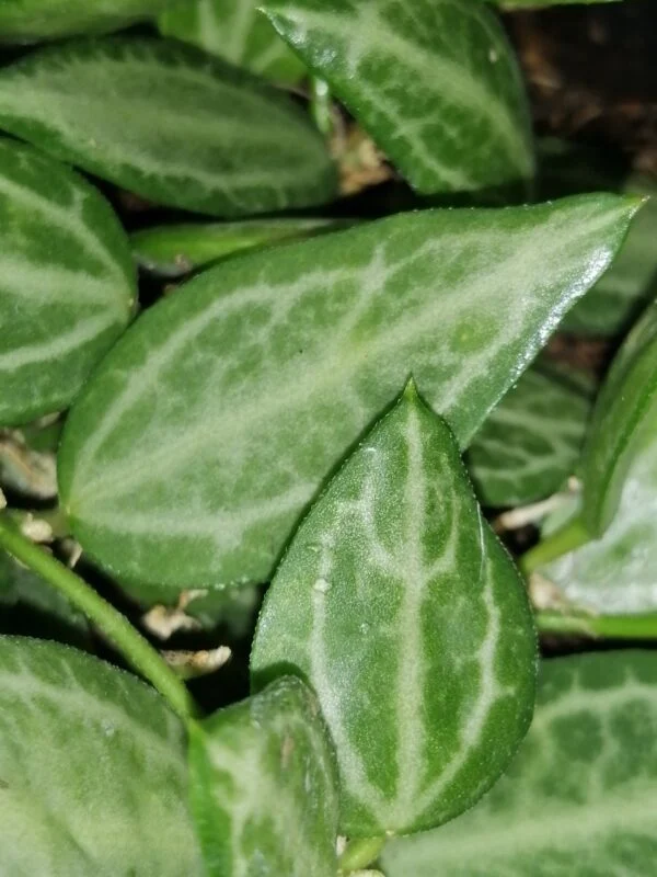 Dischidia digitalis, foto 18