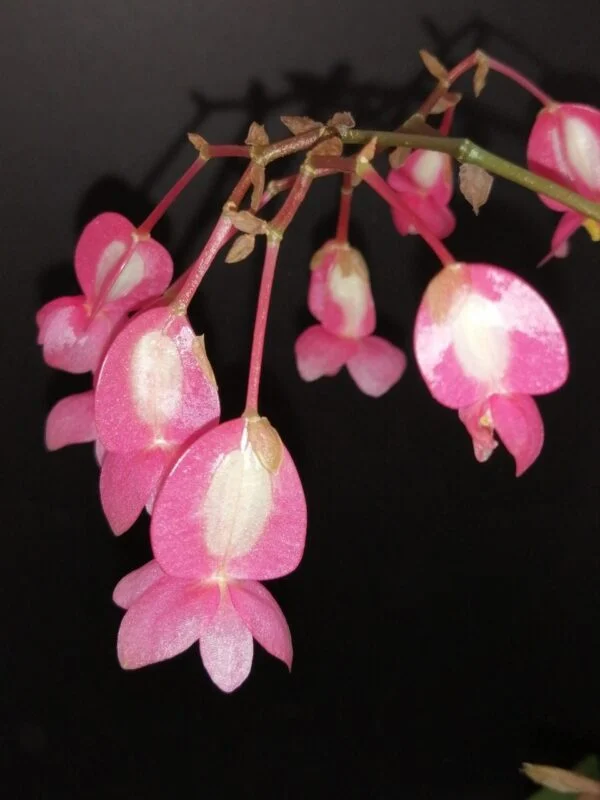 Begonia Black Gold, foto 2