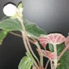 Begonia Black Gold, foto 4