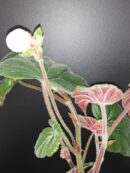 Begonia scharffii sin. Begonia haageana