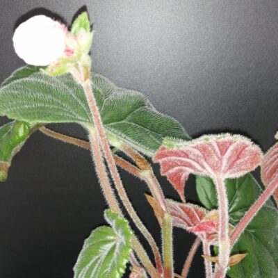 Begonia scharffii sin. Begonia haageana