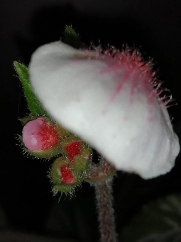 Begonia Black Gold, foto 5