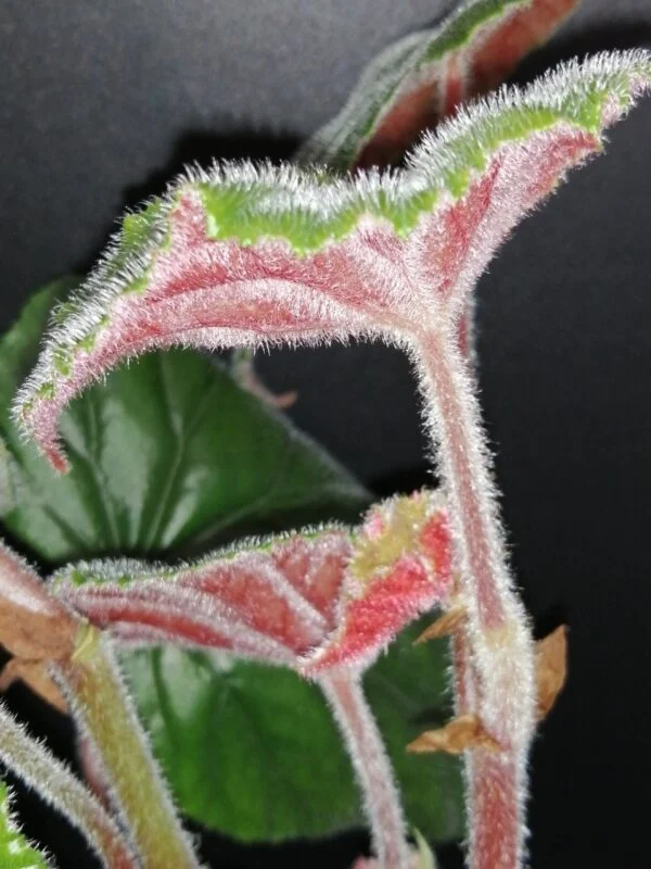 Begonia Black Gold, foto 7