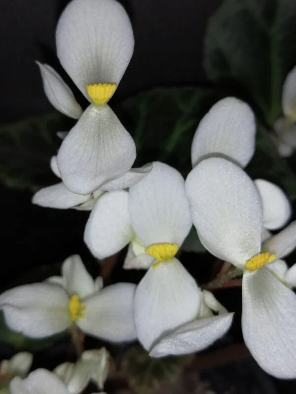 Begonia brooksii, foto 3