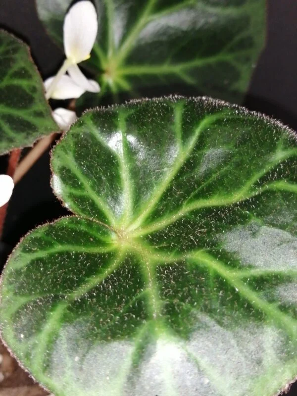 Begonia brooksii, foto 4