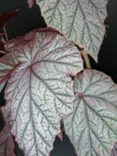 Begonia Arthur Mallet