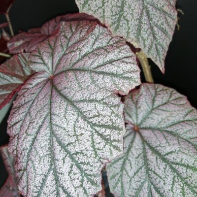 Begonia Arthur Mallet