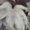 Begonia Bashful Bandit, pianta da interno