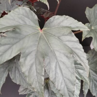 Begonia Bashful Bandit