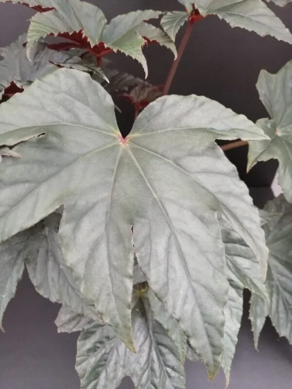 Begonia Bashful Bandit, pianta da interno