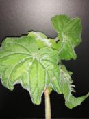 Begonia hispida var. cucullifera