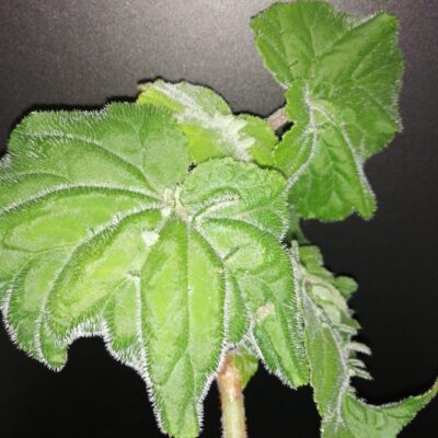 Begonia hispida var. cucullifera