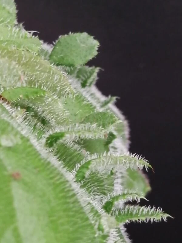Begonia hispida var. cucullifera, foto 2